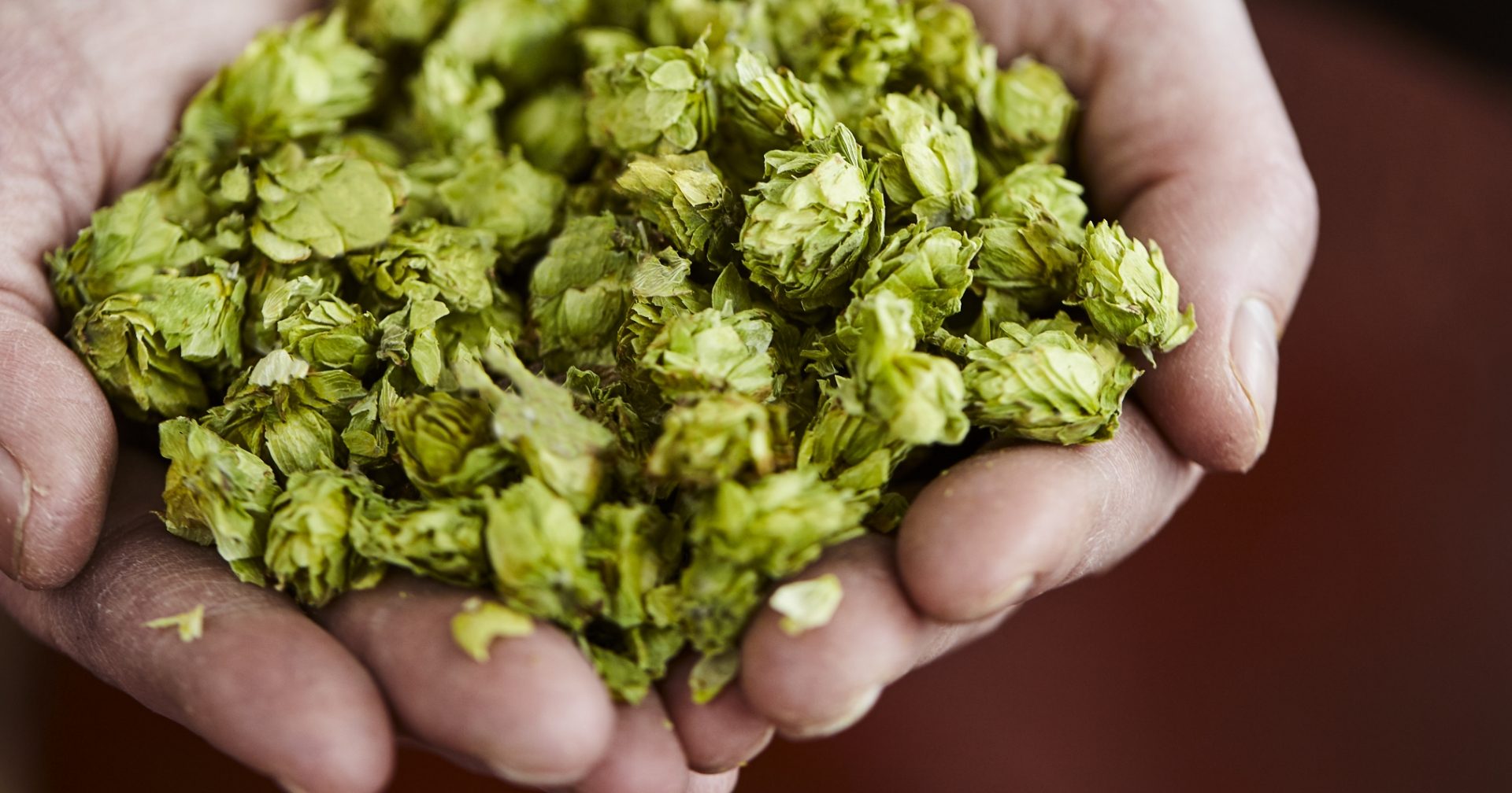 Terre à boire - Houblon