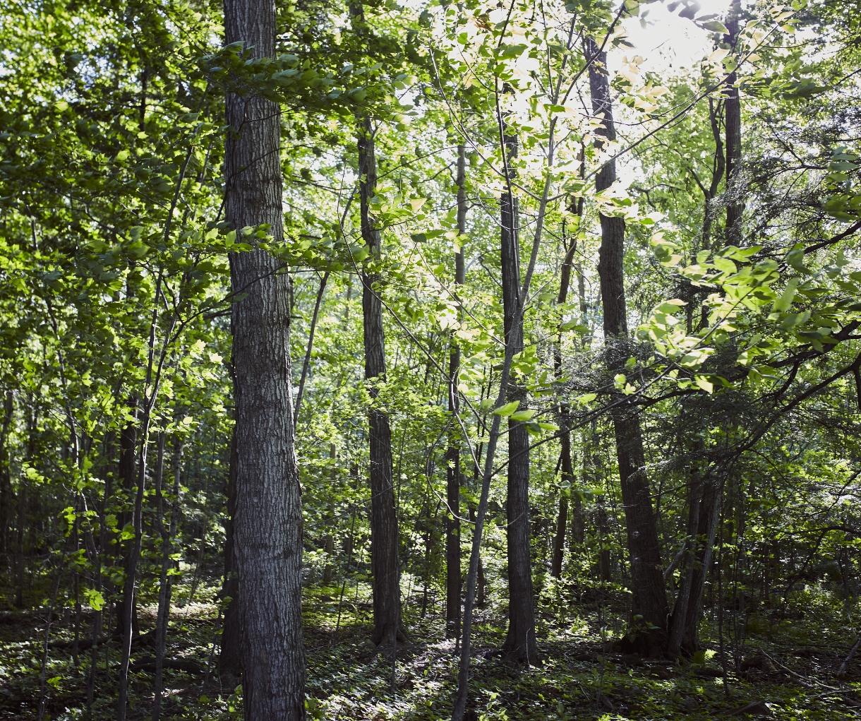 Terre à boire - Forêt