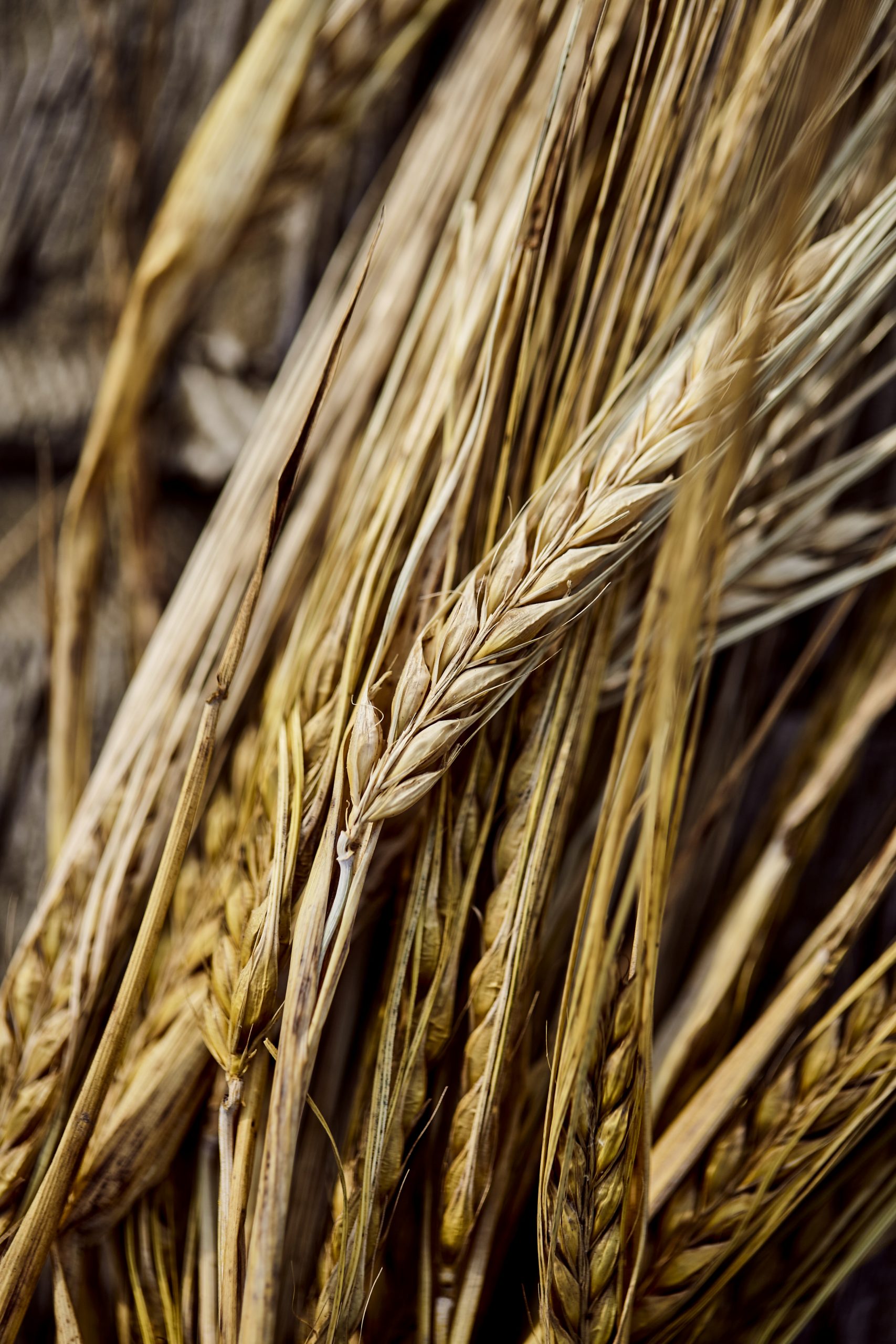 Terre à boire - Orge biologique