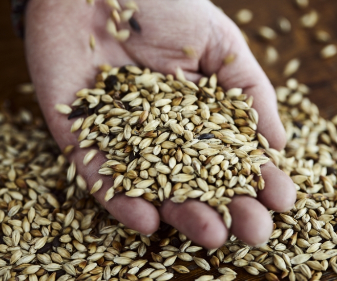 Terre à boire - Grains d'orge produits sur la ferme