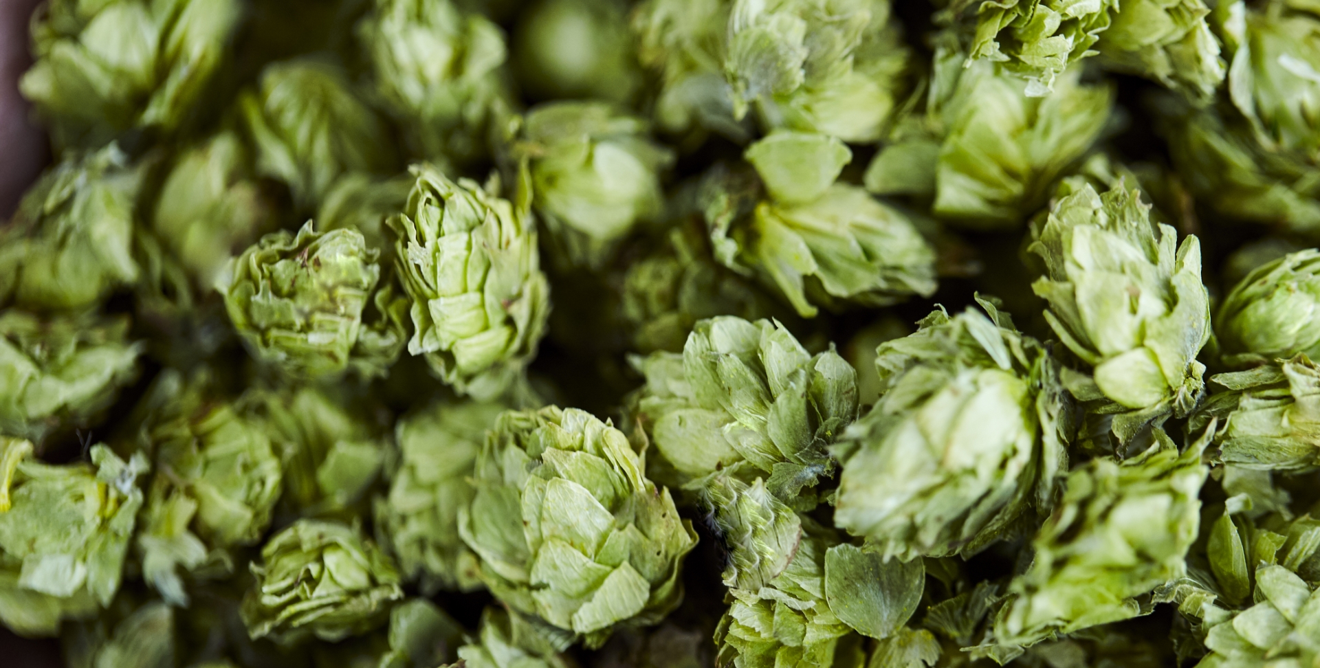 Terre à boire - Houblon