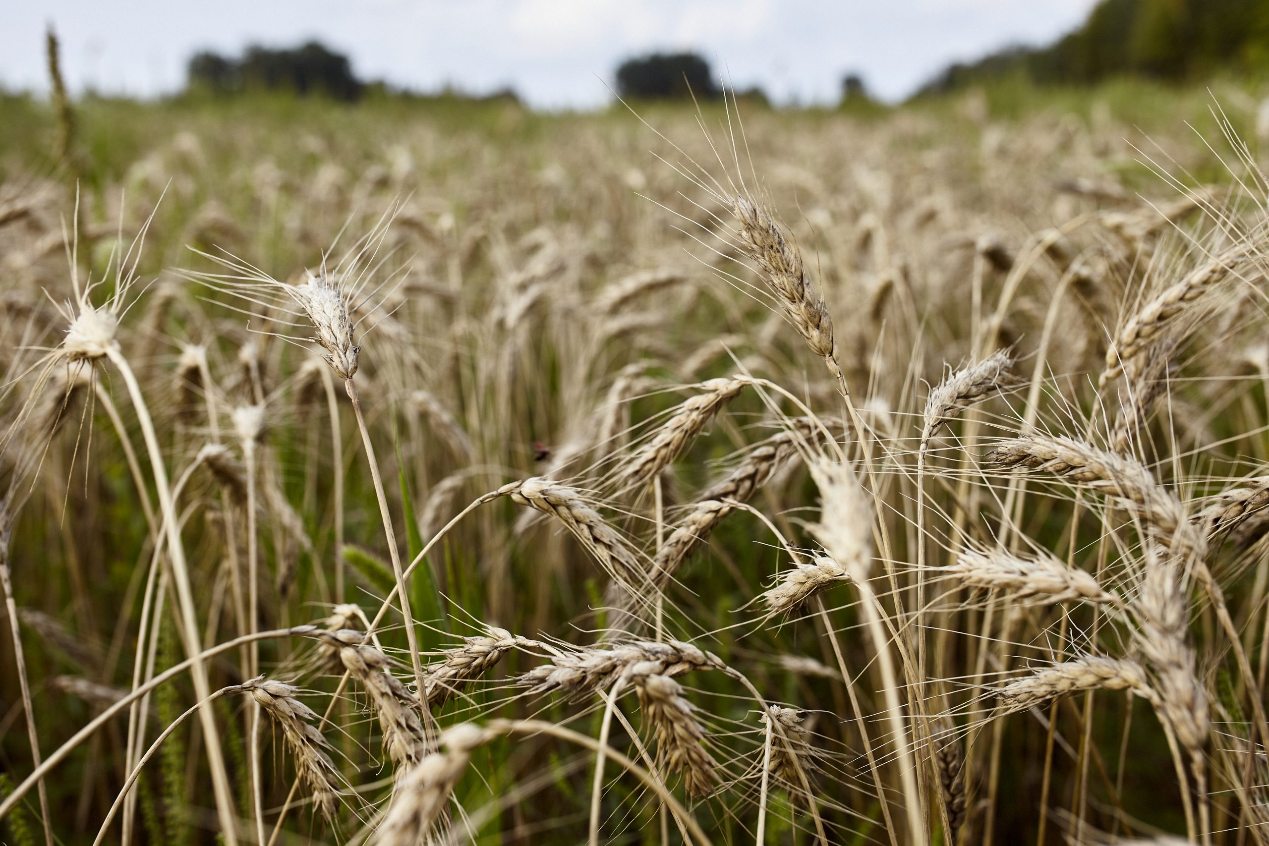 Malt - Terre à boire